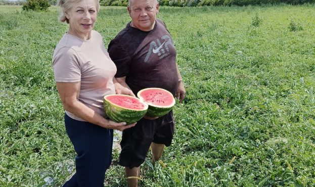 Херсонський фермер вирощує кавуни у Львівській області