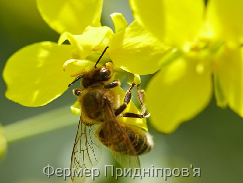 Шановні пасічники, зі святом!