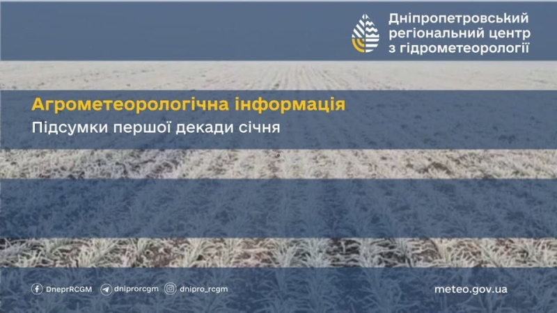 Наприкінці теплої 1-ї декади січня озимі... відновили вегетацію